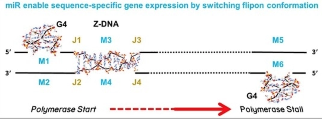 Gordon Research Conference «RNA Editing» in California USA